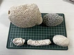 サンゴ 化石 キクメイシ 珊瑚 - メルカリ
