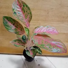 2025年最新】アグラオネマの人気アイテム - メルカリ