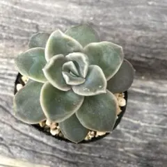 2025年最新】ハリーワトソン 多肉の人気アイテム - メルカリ