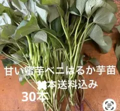 千葉県産べにはるか苗　30本　送料込み2800円