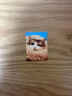赤の他人の猫 証明写真 ガチャガチャ