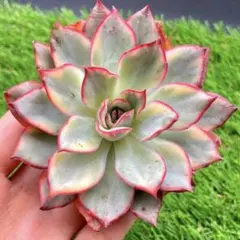 特定記録」 七色雨錦 エケベリア 多肉植物 - メルカリ