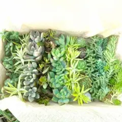 多肉植物 カット苗 詰め合わせ(メルカリ便)のサムネイル