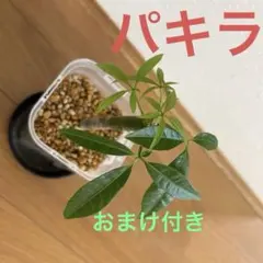 건강한 파치라 베기 센티미터 관엽식물 초보자 무카이지 모리모리 (보너스 포함)