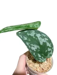 3枚葉 Scindapsus Matcha マッチャ　トップ デカ葉 3枚葉 Scindapsus Matcha マッチャ トップ デカ葉 - メルカリ