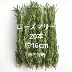 ローズマリー 切り枝 カット苗 20本 無農薬 挿木 挿穂 フレッシュ
