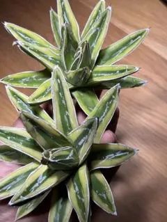 2026年最新】アガベ笹の雪輝山の人気アイテム - メルカリ