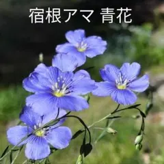 モモたん様 リクエスト 2点 まとめ商品