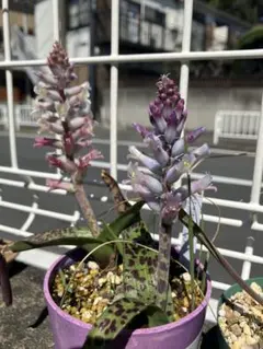 キミドリ様 リクエスト 2点 まとめ商品