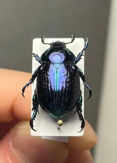 28mm】クラバータカメノコブイブイ プラチナコガネ 昆虫標本