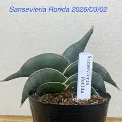 2026年最新】サンスベリア ロリダの人気アイテム - メルカリ