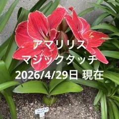 アマリリス　マジックタッチ　花付き株１球のサムネイル