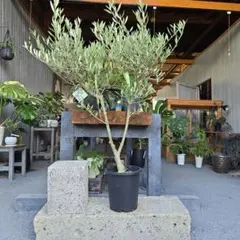 2025年最新】オリーブの木 ピクアルの人気アイテム - メルカリ