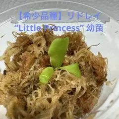 G*Y様 【希少品種】リドレイ “Little Princess” 幼苗のサムネイル