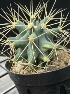 フェロカクタス王冠竜◇ドライガーデン多肉サボテン アガベ ユッカ