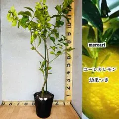 トゲなしレモンの木 アレンユーレカ六年生苗木1.6M(鉢底から)品番C