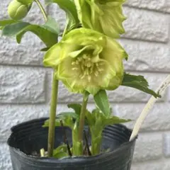 2026年最新】クリスマスローズ 利休の人気アイテム - メルカリ