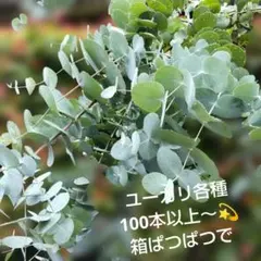 ユーカリ ポポラスベリー 枝葉 フレッシュ スワッグ　 100サイズ ユーカリ ポポラスベリー 枝葉 100サイズ 箱いっぱい フレッシュ