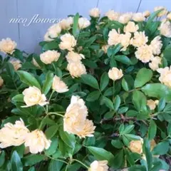 トゲなし♡八重咲き♡モッコウバラ♡黄色♡