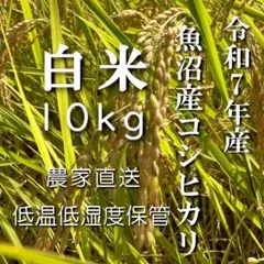 魚沼産コシヒカリ　令和7年産　白米　10キロ　米農家直送　送料無料のサムネイル