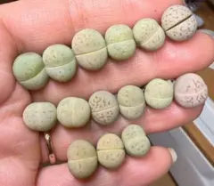 シャノアール様 リクエスト 2点 まとめ商品