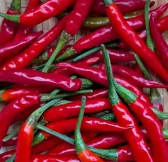 無農薬　軸付き　生の鷹の爪 60本　摘みたて　新鮮フレッシュ