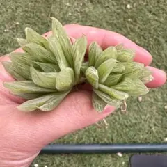 期間限定出品！】ハオルチア 「出藍」 H. 'Shutsuran' 多肉植物 - メルカリ