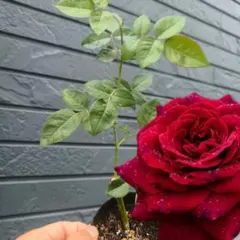 四季咲き薔薇 強健種【ウルメール・ムーンスター】【挿し木用カット枝3