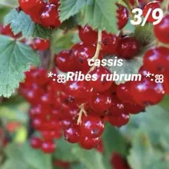 ①*ஐルビーの様に輝く果実*ஐカシス（房スグリ）苗【レッドカーラント】苗木・5号