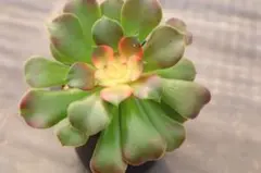 2026年最新】アエオニウムの人気アイテム - メルカリ