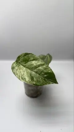 みく様 リクエスト 2点 まとめ商品