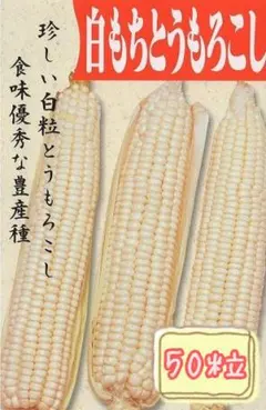 白×紫のもちもち食感！バイカラーとうもろこし「もちも太郎バイカラー