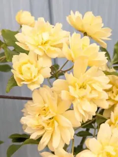 Elly様 リクエスト 2点 まとめ商品