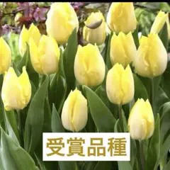 nensan様 リクエスト 2点 まとめ商品