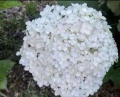 紫陽花 カット枝 アナベル 2種 挿し穂セット - メルカリ