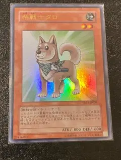 200枚 高橋和希 サイン 遊戯王OCG 柴戦士タロ 大量セット 遊戯王 柴戦士タロ 高橋和希氏描き下ろし サイン入り - メルカリ