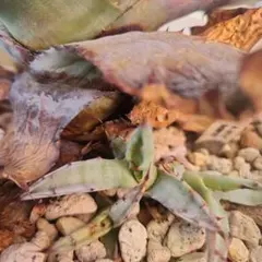 ハオルチア 闇の森 発芽発根済み 葉挿し苗 - メルカリ