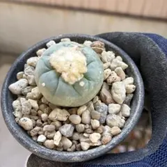 凄く種子取れます❗️実生　寄せ植え　13株　鉢のまま発送　銀冠玉 大型 疣銀冠玉 子株3個 (検索 ウバ玉 烏羽玉 翠冠