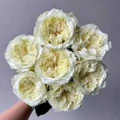 バラ 大苗 激レア 挿し木苗 lovely Harper - メルカリ