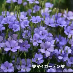 【花種】ビスカリア　ブルーエンジェル❣️
