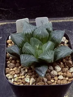 ドドソンオブツーサ 超美株 ハオルチア 観葉植物 20 - メルカリ