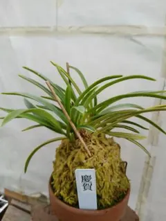 【♪余剰苗特売市♪】富貴蘭　南洲達磨錦（最上柄） ♪余剰苗特売市♪】富貴蘭 南洲達磨錦（最上柄） - メルカリ
