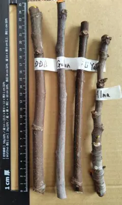 2026年最新】いちじく穂木の人気アイテム - メルカリ