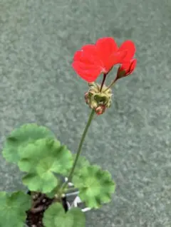 ゼラニウム　オレンジ　宿根草　手間いらず　暑さ強い　連続開花のサムネイル