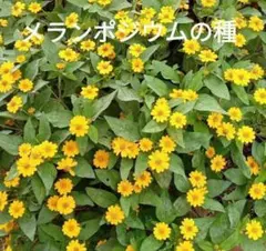 前田孝志様 リクエスト 2点 まとめ商品