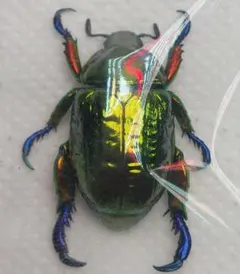 レア 特大 初期の三葉虫 パラドキシデス 古代生物 モロッコ産 約4.85kg！ レア 特大 初期の三葉虫 パラドキシデス 古代生物 モロッコ産 約4.85kg