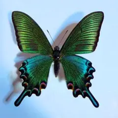 cosmos561015様 リクエスト 2点 まとめ商品