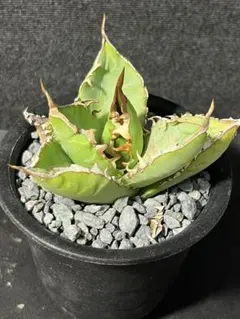 多肉植物 ガステリア×アロエ 十兵衛×カスティロニアエ(国内繁殖苗