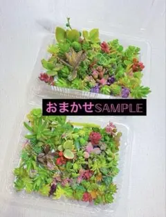 多肉植物 セダム おまかせカット苗15種類