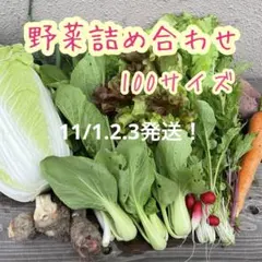 野菜セット 野菜詰め合わせ 100サイズ 11/1.2.3発送‼️